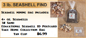 Seashell Bag