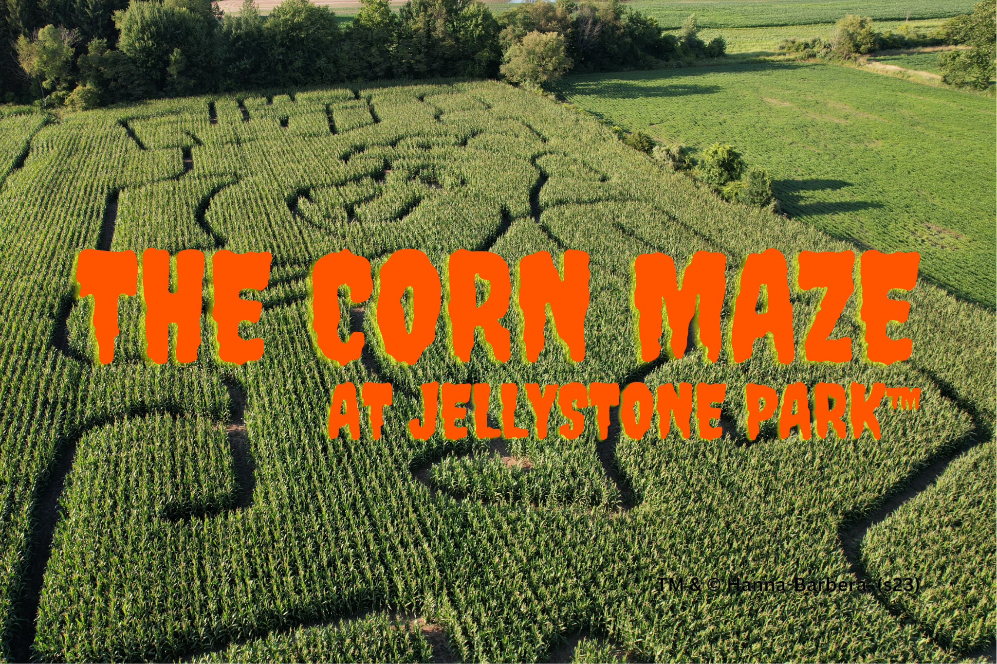 Aerial view of the corn maze at Jellystone Park™ South Haven featuring a Yogi Bear design carved into the cornfield