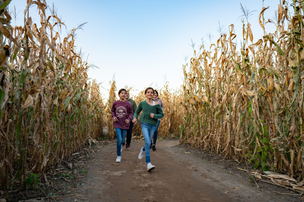 Family walking through the corn maze at Jellystone Park™ South Haven enjoying a fall day outdoors